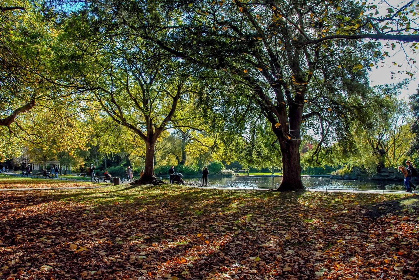 Sunny day at the apark, lots of brown leaves on the floor and big trees